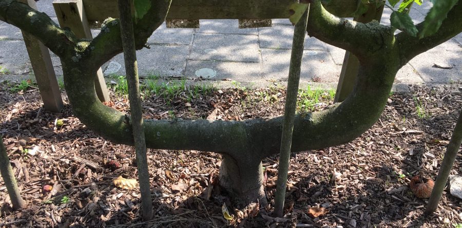 Gedachten bij Eeuwigheidszondag