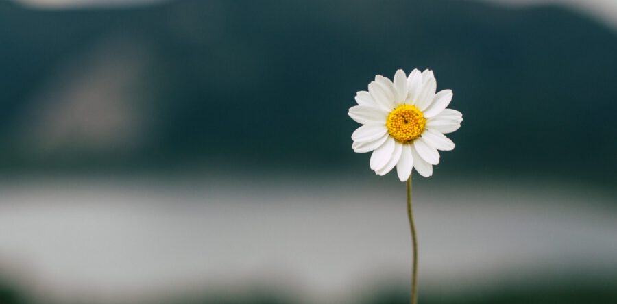 Zondag 6 juni 10:00 uur mevr. Koppenaal